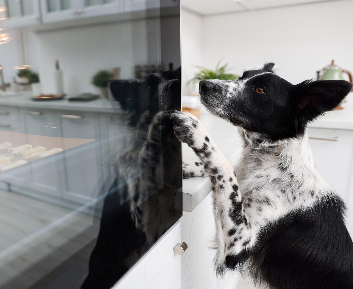 犬のある行動が火事の引き金となり、3匹のペットが犠牲に