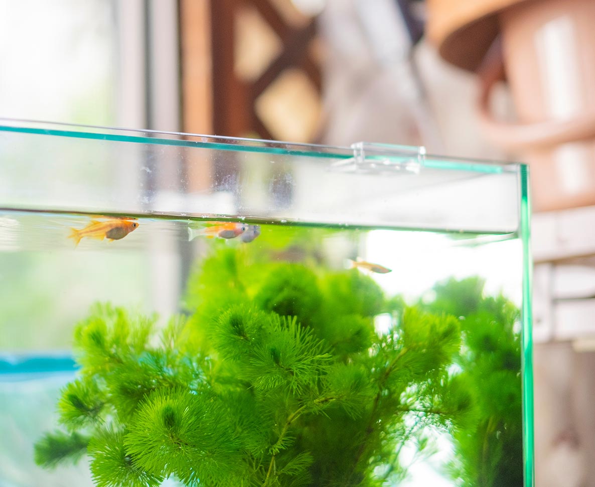  ショップの巨大水槽が突然破裂。魚350匹が被害に