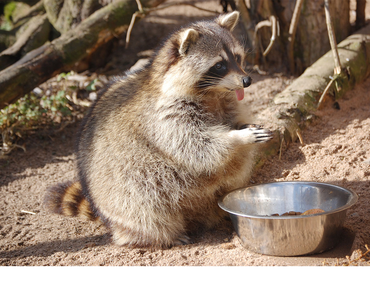 テネシー州でアライグマのペット飼育を後押しする法案