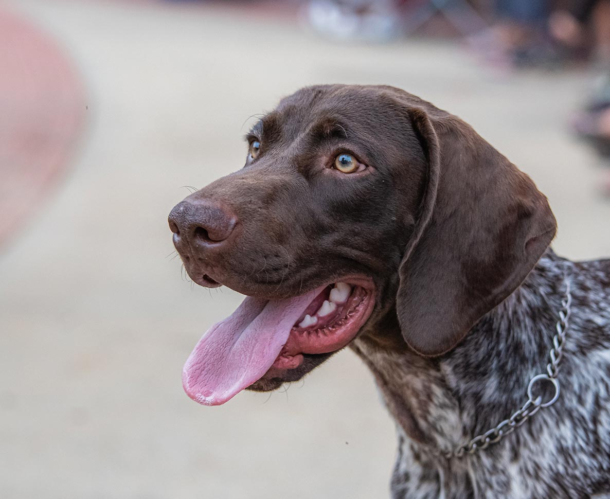 ニュースが読めないほどキャスターを爆笑させた変顔犬