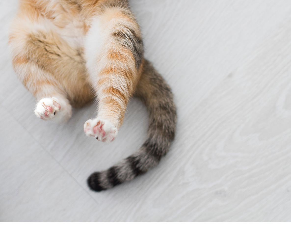 引っ越し中に壁の奥へ消えた猫。5日ぶりに奇跡の救出