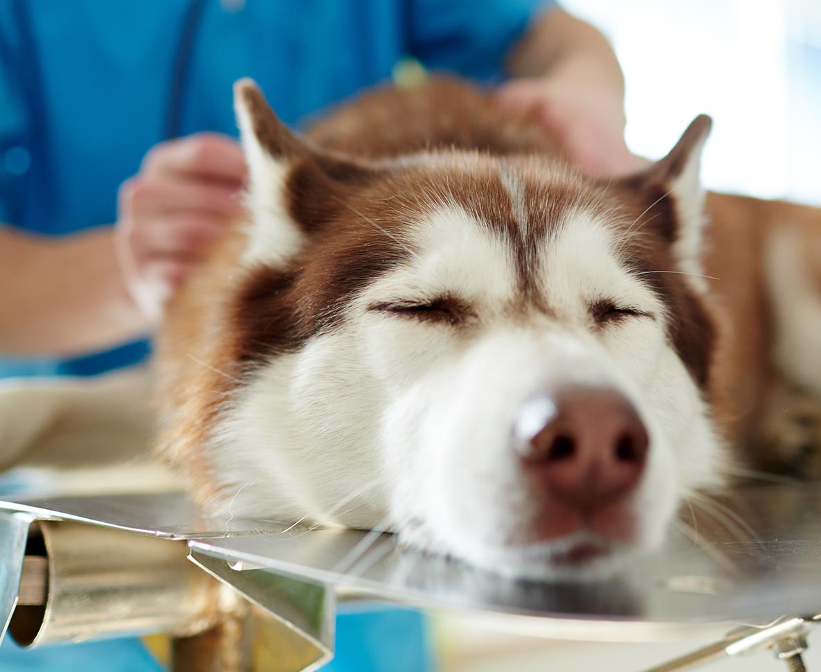 レッドライト療法が犬の関節痛に効く？