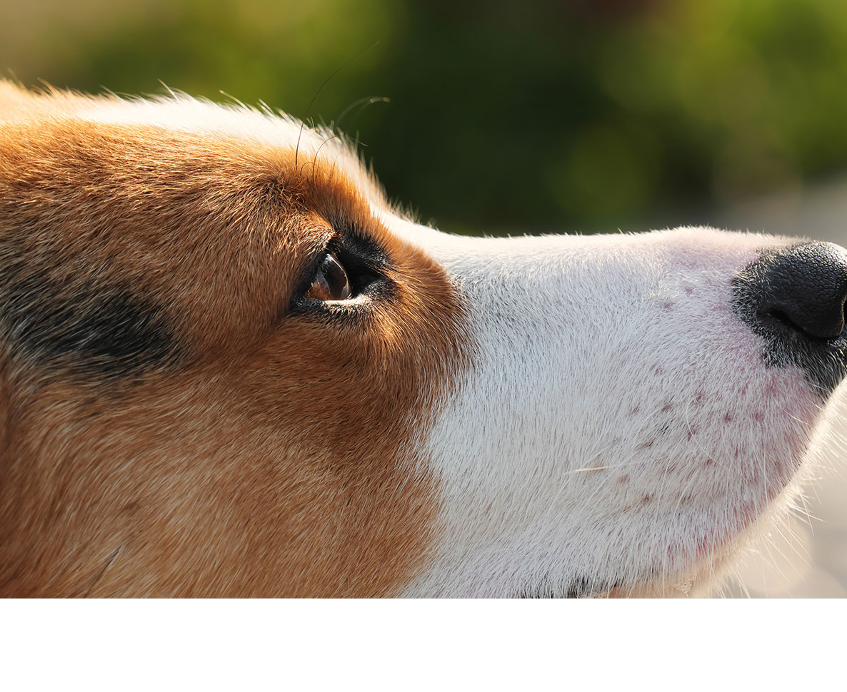 まるでゾンビ!? 死んだと思われた犬が突然目を覚ます